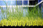 Bilduntertitel von BASF: Crop design - the fine art of gene discovery / BASF - The Chemical Company, CC BY-NC-ND 2.0, flickr